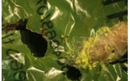 WAX WORM CATERPILLAR WILL EAT PLASTIC SHOPPING BAGS: NEW SOLUTION TO PLASTIC WASTE?