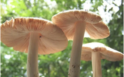 The Untapped Potential of the Amazon’s Plastic-Eating Mushroom